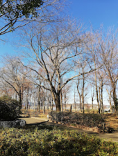 肉体改造?器械トレ 画像2