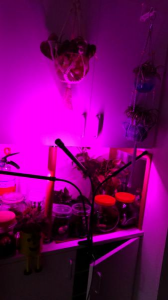 カット、植物育成ランプとオリヅルランポニーと手編みの靴下 画像2