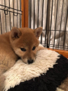 お！久しぶりぶりざえもん！