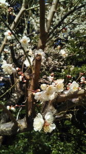 公園の梅♪ 画像1