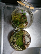 苔コッコー♪ 画像2