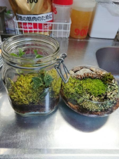 苔コッコー♪ 画像3