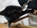 ねこの日に猫の悲劇