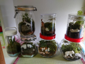 苔だぁ～(^^ゞ 画像3