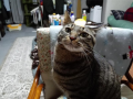 冬に戻りました
