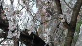 河川沿いの桜 画像1