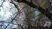 河川沿いの桜 画像2
