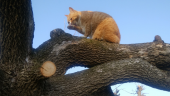 北国の春と野良猫のぐそ 画像2