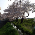 お花見ユルジョグ♪