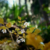春の山野草花巡り 画像2