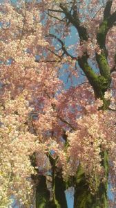 ２０１９/４/１３/フラメンコ/銭湯（グリーン） 画像1