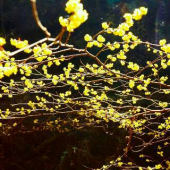 カタクリ自生地と花畑偵察 画像2