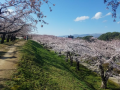 五稜郭　桜咲き乱れる