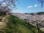 五稜郭　桜咲き乱れる 画像2
