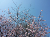 明日から桜まつり 画像1