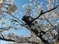 桜も最後