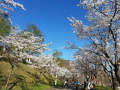 桜も最後
