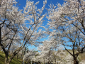 桜も最後