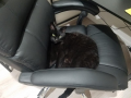 猫社長！！