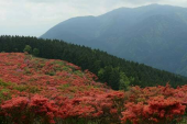 葛城高原自然つつじ園 画像1