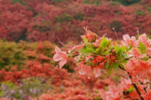 葛城高原自然つつじ園 画像2