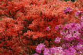 葛城高原自然つつじ園 画像3