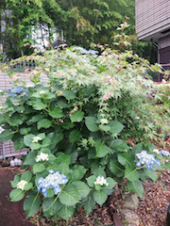 梅雨空なごみ紫陽花 画像1