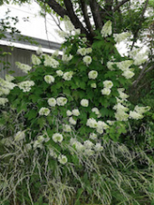 梅雨空なごみ紫陽花 画像3