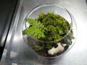 苔リウム 画像2