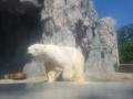 旭山動物園