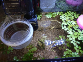稚魚が40匹越えか？ 画像3