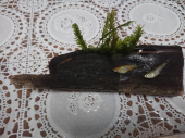 メダカ全滅(Ｔ＿Ｔ） 画像2