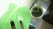 登山と観葉植物 画像1