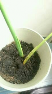 登山と観葉植物 画像2