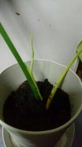 登山と観葉植物 画像3
