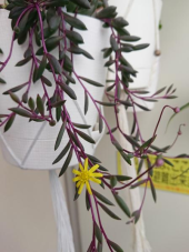 ルビーネックレスの花 画像3