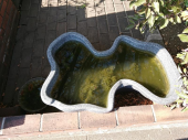 メダカが減ってる！ 画像3
