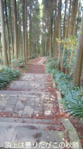 石段 51回目 画像2
