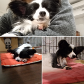 ☆卒業犬オフ会☆ 画像1