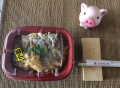 1月13日（月）
