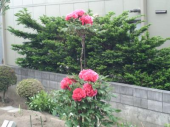 月曜スポーツクラブ／飴・雨 画像1