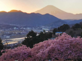 河津桜♪ 画像1