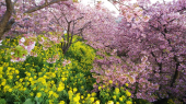 河津桜♪ 画像2