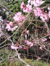 テセウス最終回 画像2