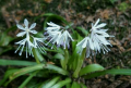 山野草花登山