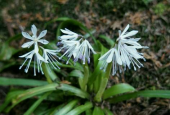 山野草花登山 画像2