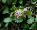 山野草花登山