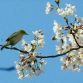 野鳥の水浴び