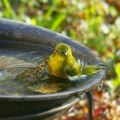 野鳥の水浴び