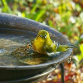 野鳥の水浴び 画像2